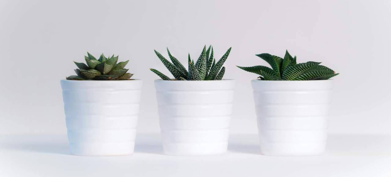 Indoor_Plants Indoor plants can help with air quality